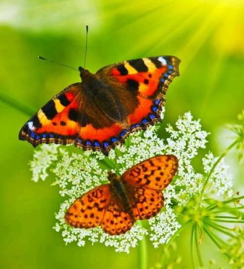 永远难忘的《两只蝴蝶》