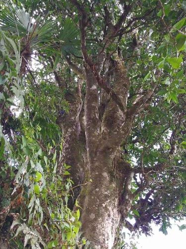 凤庆茶区:古茶繁衍【大臻古茶山大全17】