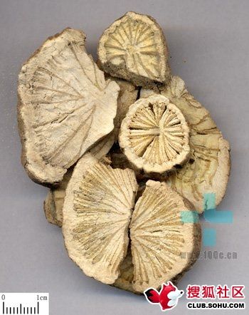 各种中药材图一名称,功效