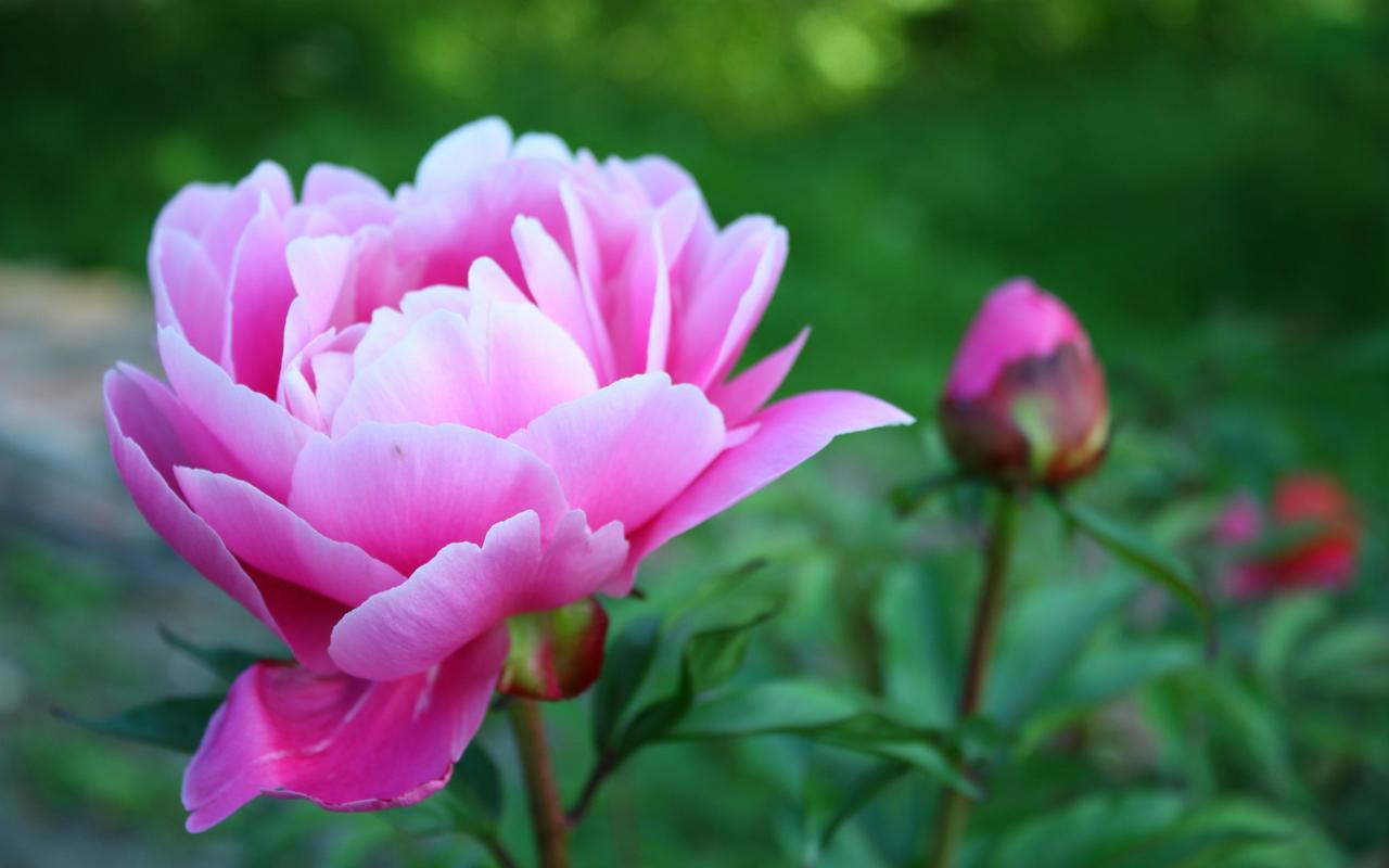 牡丹花治愈系唯美花卉植物图片桌面壁纸,植物壁纸,唯美,花卉,高清