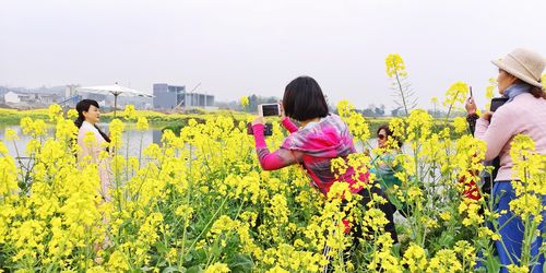 听说崇州网红油菜花田火了?四川最佳油菜花观赏地总结