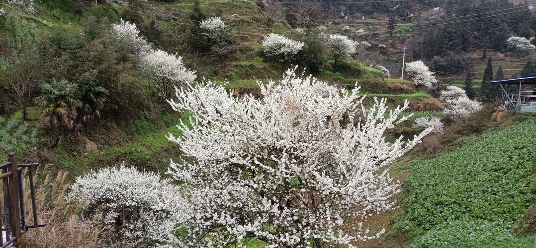 李树开花棵棵白