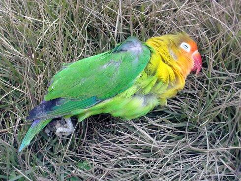 小牡丹鹦鹉
