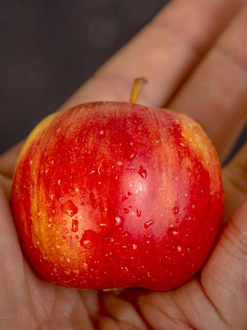 东北内蒙古新鲜水果特产沙果海棠果现摘现发孕妇苹果