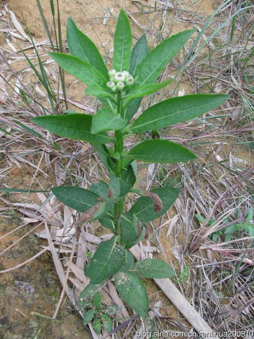 相貌平平的翼茎阔苞菊