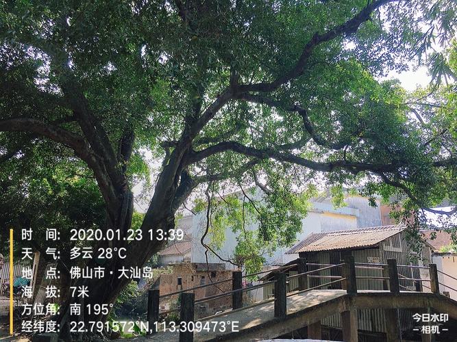 大汕岛隶属容桂小黄圃,是西江顺德段的第