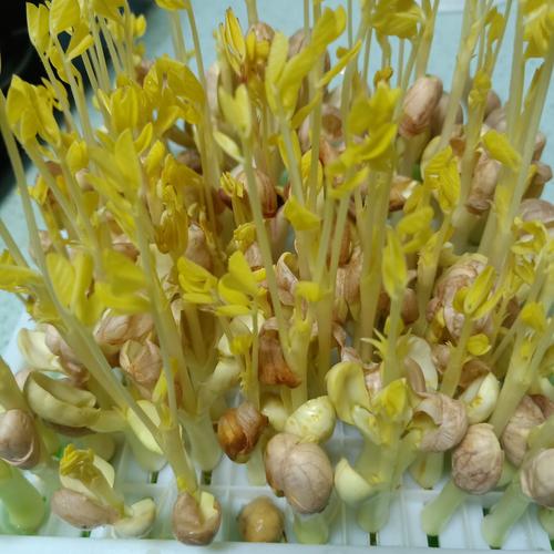 花生芽的种植过程