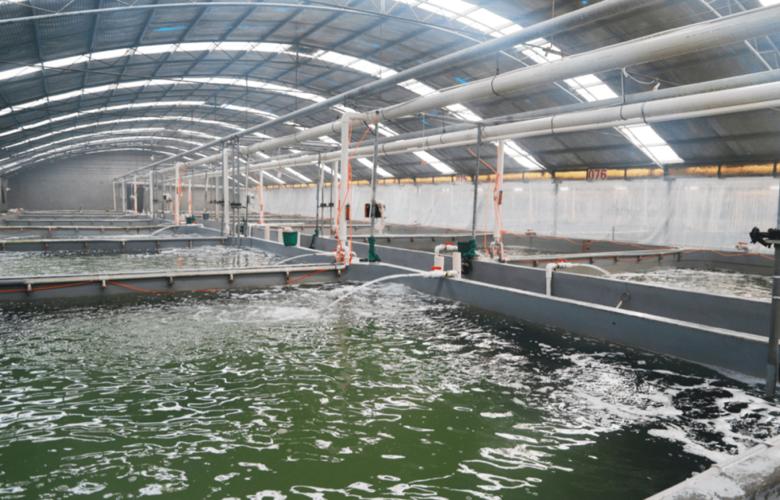 工厂化养殖这个,效益就是好!_水产