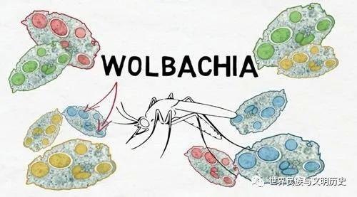 地球生物全系列从单细胞到人类变形菌门α变形菌纲下