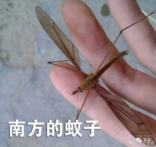 一只普通的南方蚊子! ▼