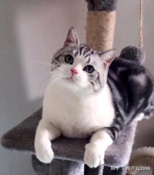 美国短毛猫多少钱一只怎样挑选一只纯种的美短呢
