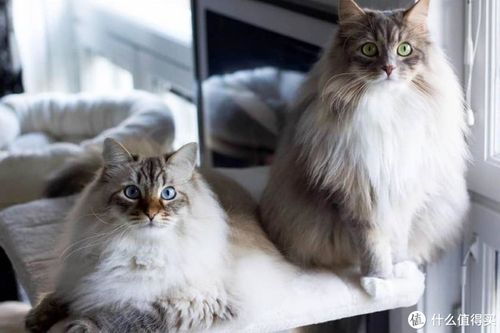 其实有很多品种的猫咪都是长毛猫,比如我们国产的山东狮子猫,长毛狸花