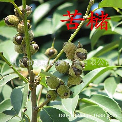 现货苦槠果剥壳机 全自动茶籽茶果剥壳机 新型橡子籽花生剥壳机