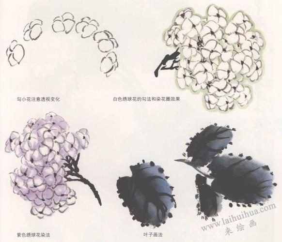 国画绣球花的画法