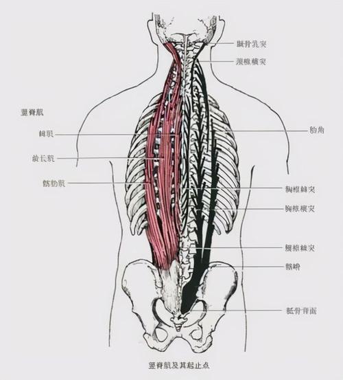 怎样放松竖脊肌,这个你一定要知道,因为你每天都在折磨它