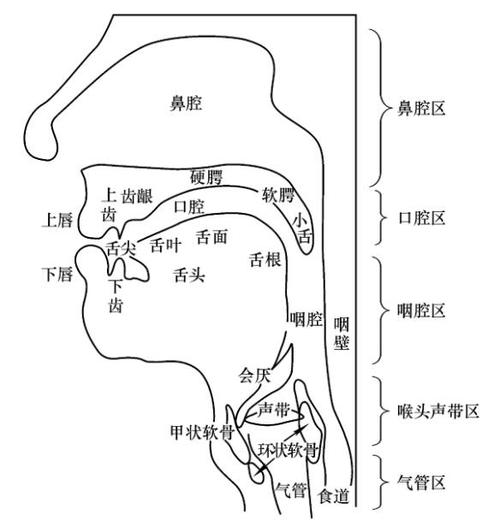 普通话有21个辅音声母(零声母除外),根据不同的发音部位可以把声母分