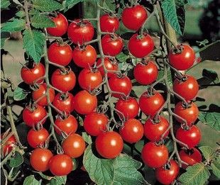 民源种业 樱桃番茄 西红柿珍珠小蕃茄 圣女果 稀有品种 7.9元/克