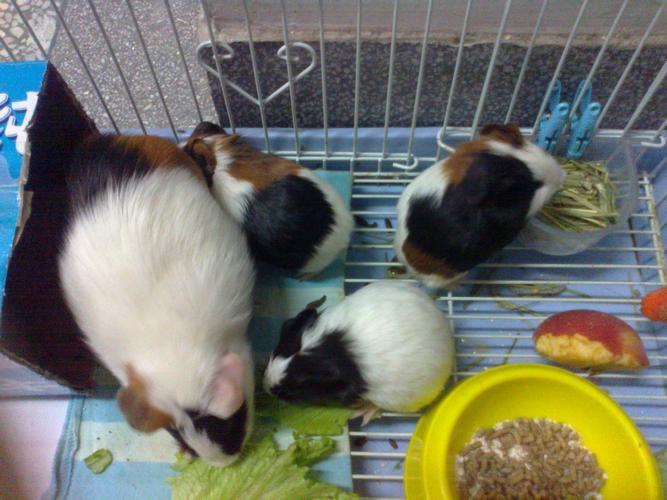 豚鼠如何人工养殖