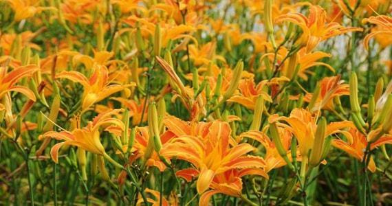 萱草的寓意和象征