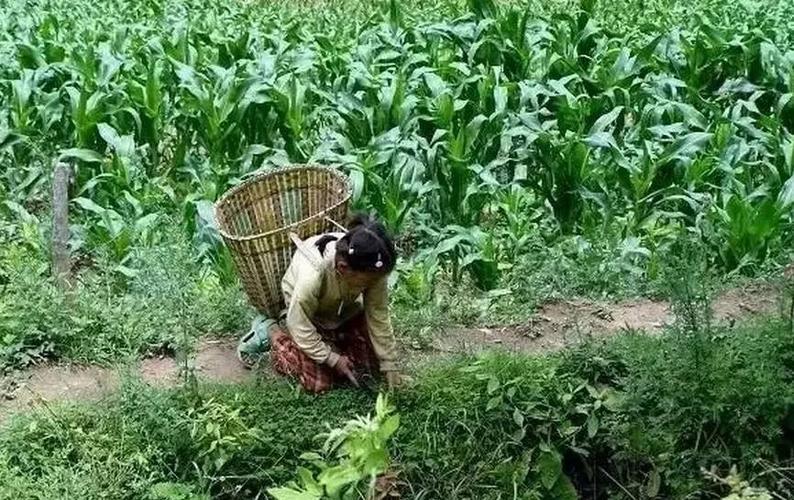 那些年在客家农村割猪草的日子你还记得吗