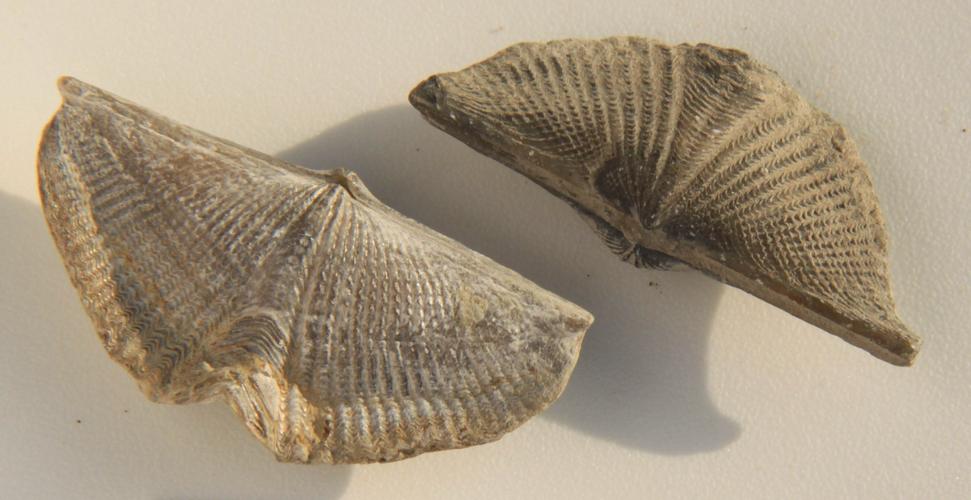 石燕(中药材石燕 )