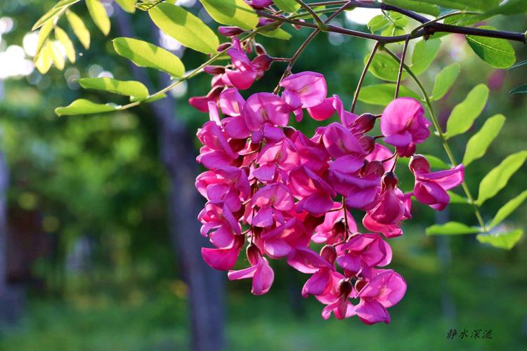 红槐花开