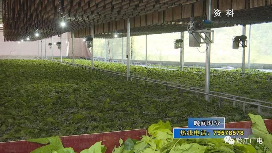 可以喂1张蚕子 10克地蚕,按我们黔江区现在的标准室外大棚养蚕,一般是