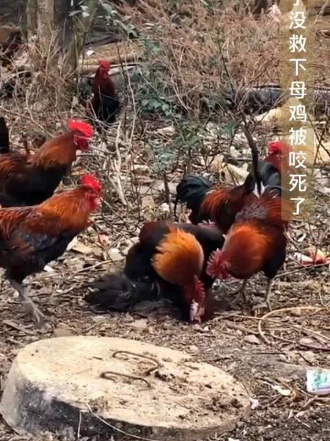 在乡下看见一群公鸡活生生啄死一只母鸡