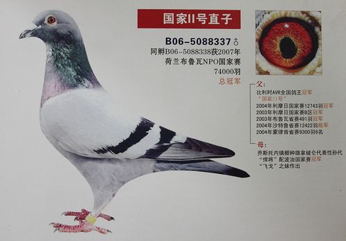 国家二号直子_高治民德生鸽业-中信网爱鸽商城