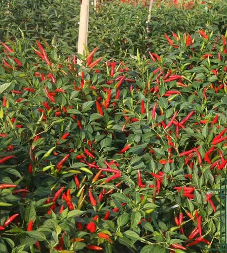 「巴中」经开区统战助力 小辣椒成大产业