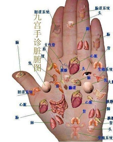 大鱼际,有深纹,心律不齐易心慌; 手腕延伸小鱼际,青筋明显会腰痛健康