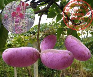 野生果树苗八月瓜苗木通树八月炸水果野香蕉珍稀藤本果树盆栽包活