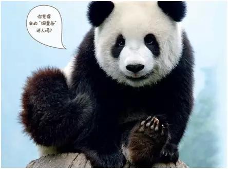 关于熊猫的冷知识有哪些