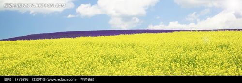 蓝天下的花海淘宝店招背景jpg素材免费下载_红动中国