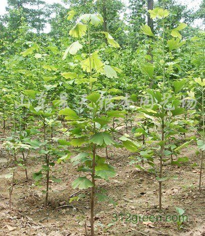 出售各种规格银杏树,银杏小苗,银杏种子等绿化