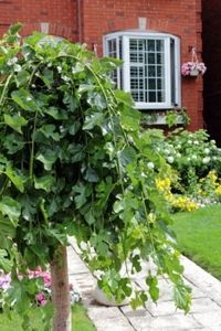 【桑树品种】fruitless mulberry tree(垂柳桑,垂桑,垂枝桑),出售垂桑