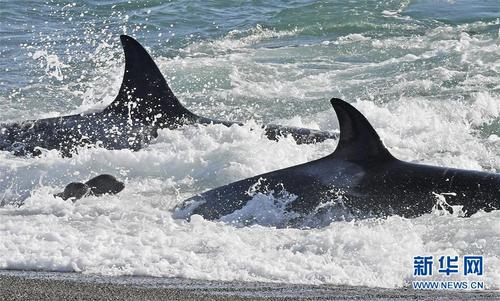 3月24日,在阿根廷北角镇,虎鲸袭击正在学习游泳的小海狮. 新华社/法新
