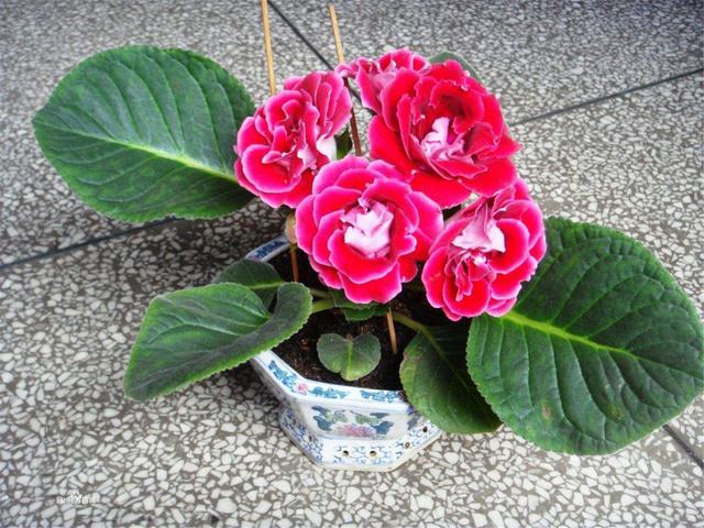 艳丽可人的大岩桐,花期在盛夏,如何养才能开花又多又鲜艳呢?