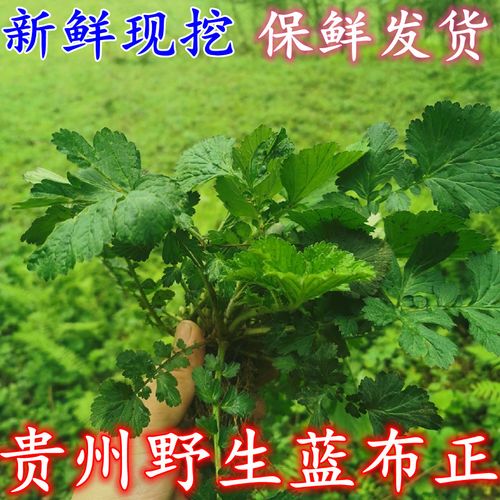 贵州野生蓝布正水杨梅兰不正南不正中草药路边青新鲜兰布正全草