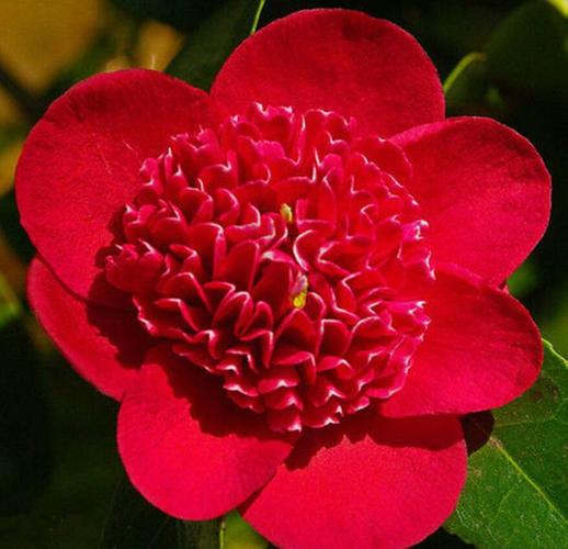 【花影集】把花儿最美的一刻收藏