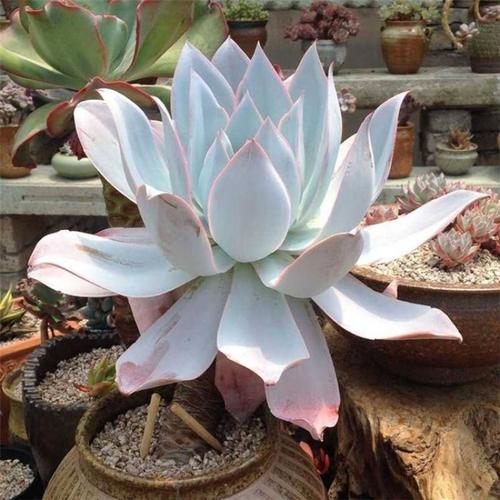 植物盆栽气多雪山仙女杯广寒宫夜静思思初霜肉花卉