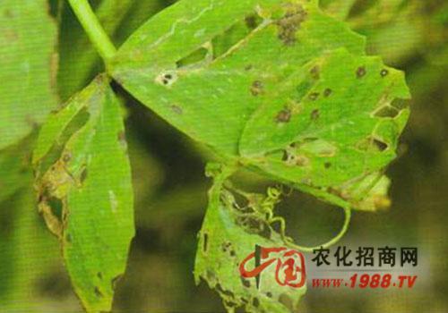 豌豆褐斑病