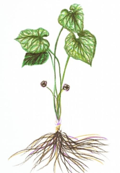 中药学——【细辛】