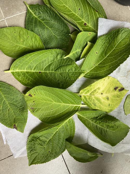 绣球叶子有黑斑