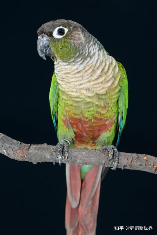 绿颊锥尾鹦鹉小太阳鹦鹉