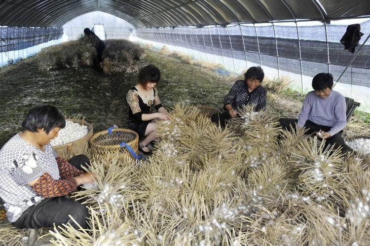 浙江嘉兴大棚养蚕时光倒流三十年