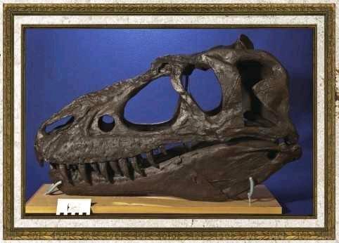 蛇发女怪龙的头骨,看样子就是凶狠的家伙