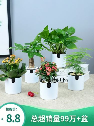 发财树绿萝室内花卉吊兰办公室桌面小绿植栀子花盆栽水培多肉植物