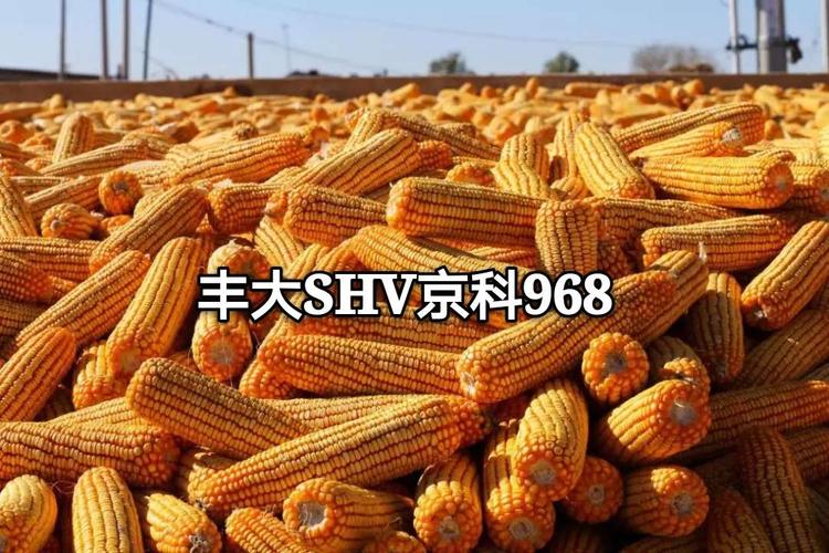 传奇玉米丰大京科968,正在续写新的传奇
