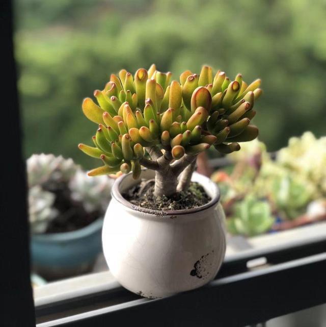 吸财树是什么多肉?想养好,该注意哪方面?